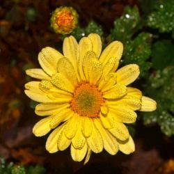 Location: Botanical Gardens of the State of Georgia...Athens, Ga
Date: 2017-10-23
Yellow Daisy 002