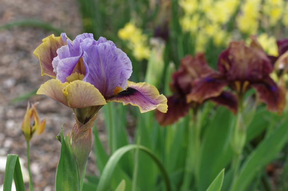 Photo of Arilbred Iris (Iris 'Eye to Eye') uploaded by dirtdorphins