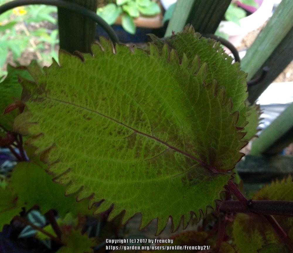 Photo of Coleus (Coleus scutellarioides Henna) uploaded by Frenchy21