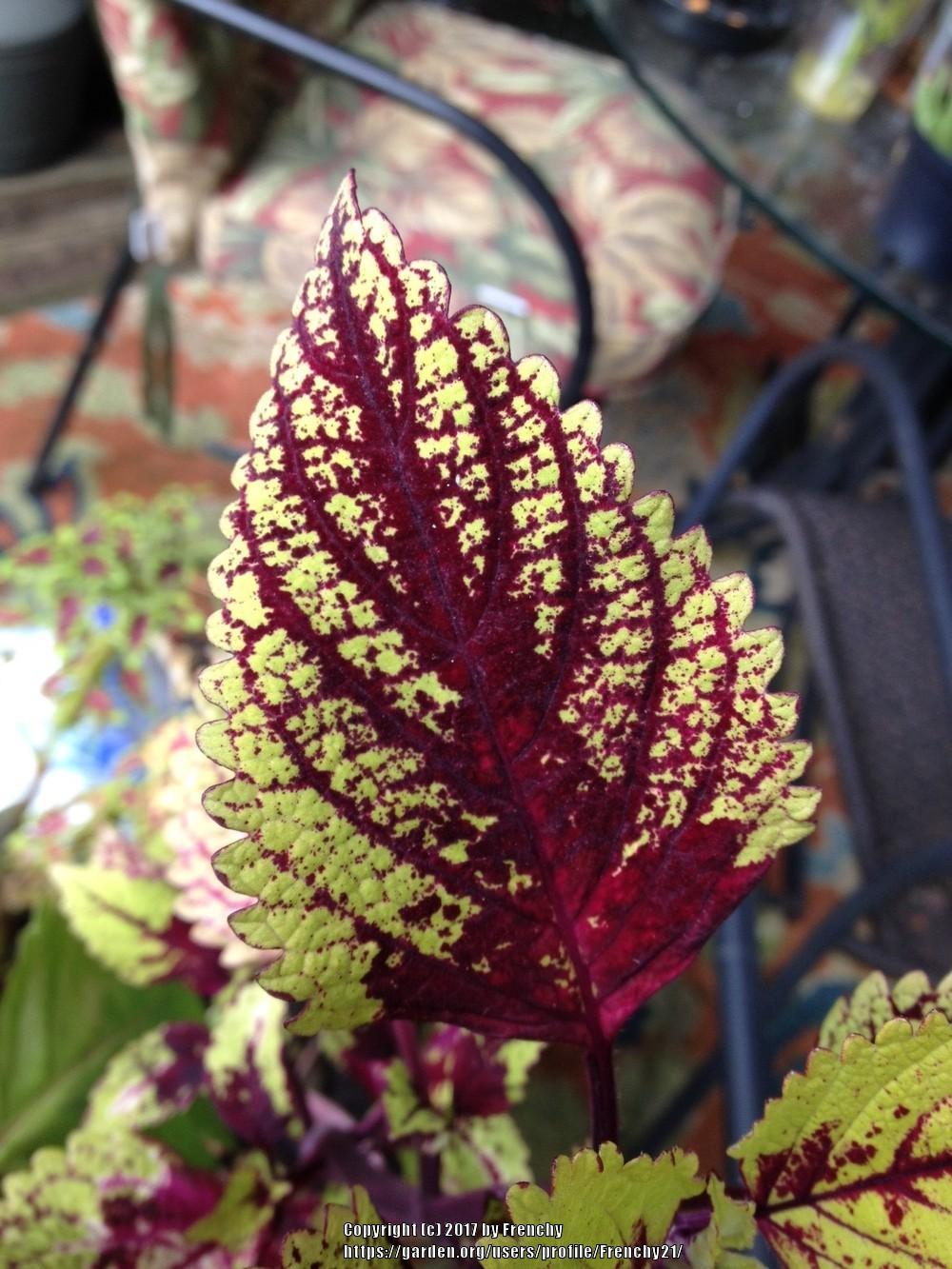 Photo of Coleus (Coleus scutellarioides Color Clouds™ Hottie) uploaded by Frenchy21