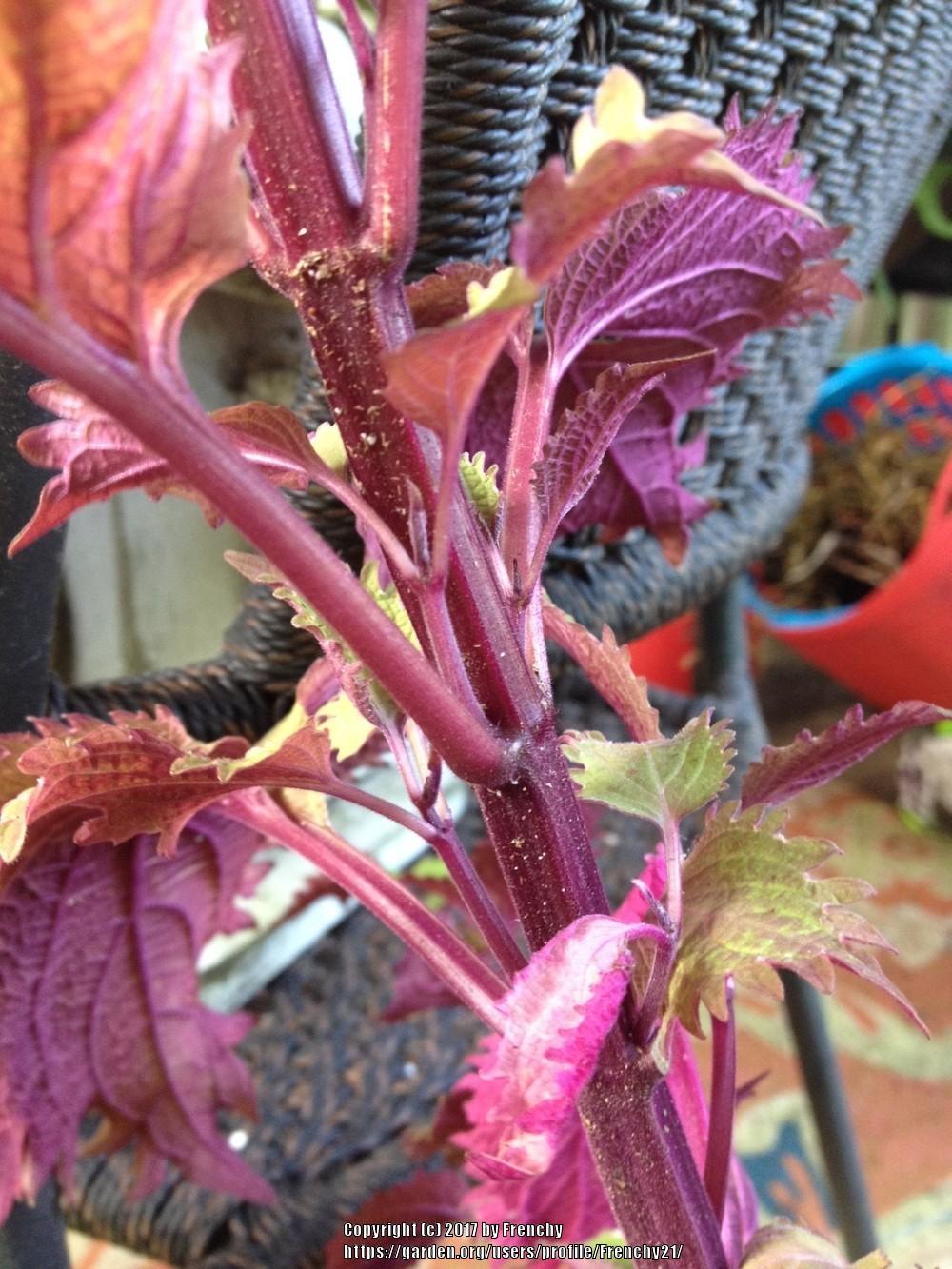 Photo of Coleus (Coleus scutellarioides Henna) uploaded by Frenchy21