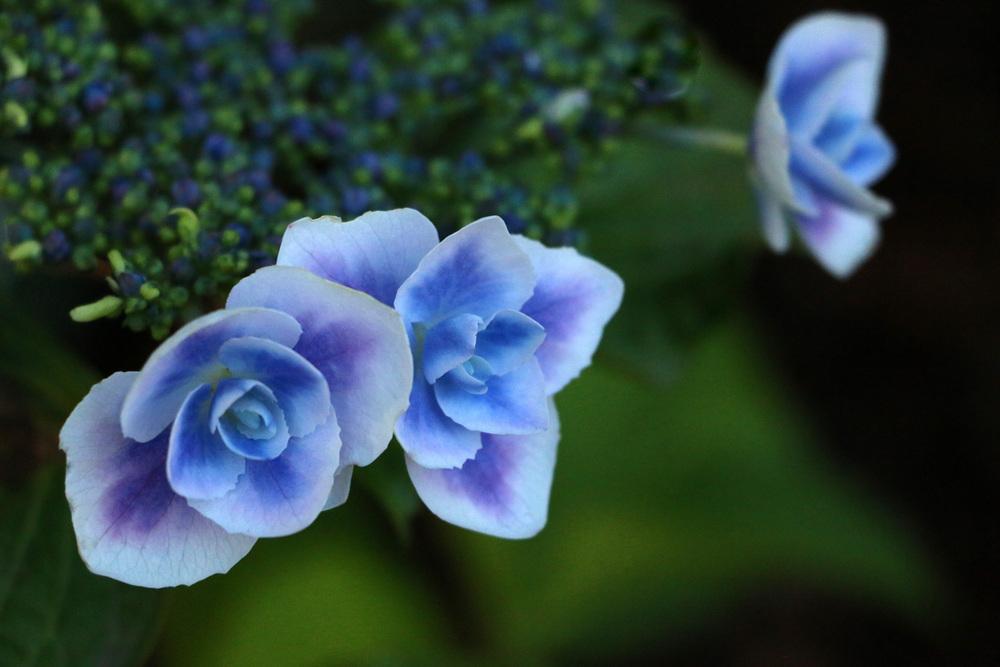 Photo of Hydrangea (Hydrangea macrophylla Double Delights™ Stargazer) uploaded by GrammaChar