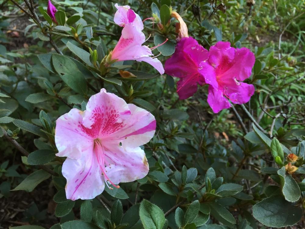 Photo of Azalea (Rhododendron Encore® Autumn Twist™) uploaded by Jillz
