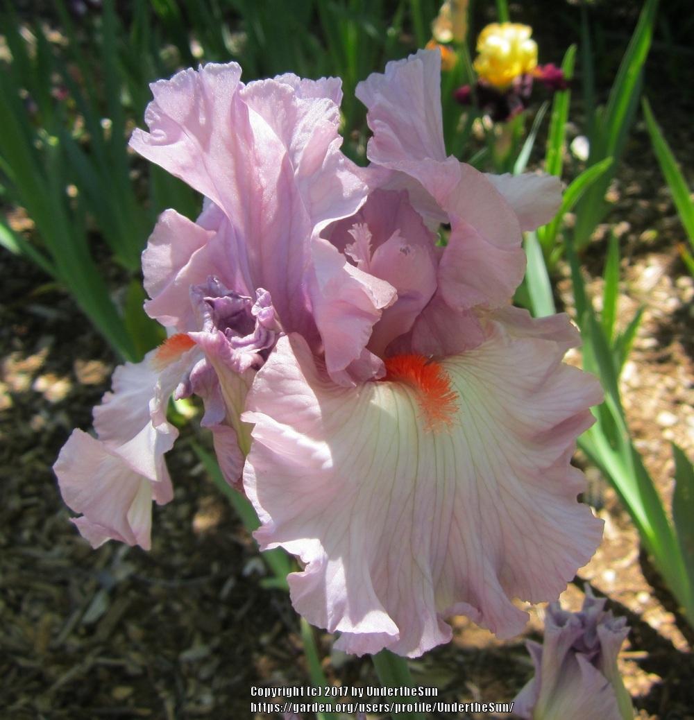 Photo of Tall Bearded Iris (Iris 'Carry Me Home') uploaded by UndertheSun