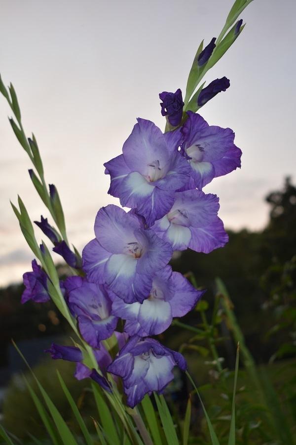 Photo of Gladiola (Gladiolus) uploaded by pixie62560