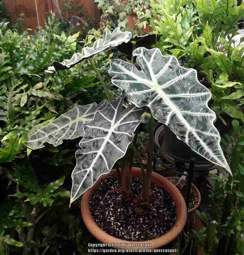 Photo of African Mask (Alocasia 'Polly') uploaded by quercusnut