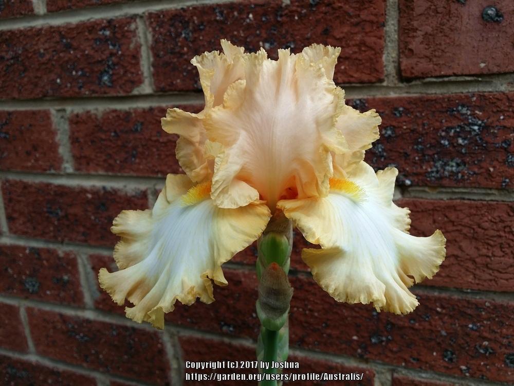 Photo of Tall Bearded Iris (Iris 'Barbara My Love') uploaded by Australis