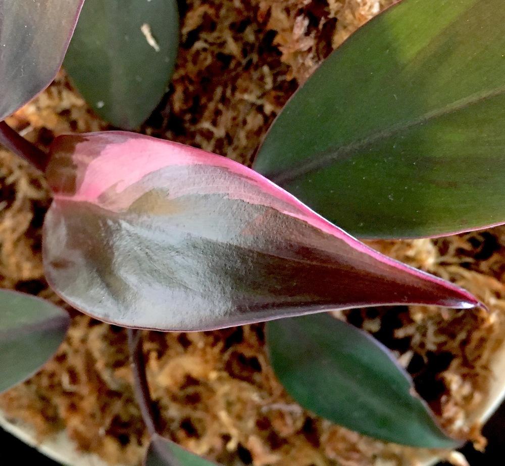 Photo of Blushing Philodendron (Philodendron erubescens 'Pink Princess') uploaded by Hagbard