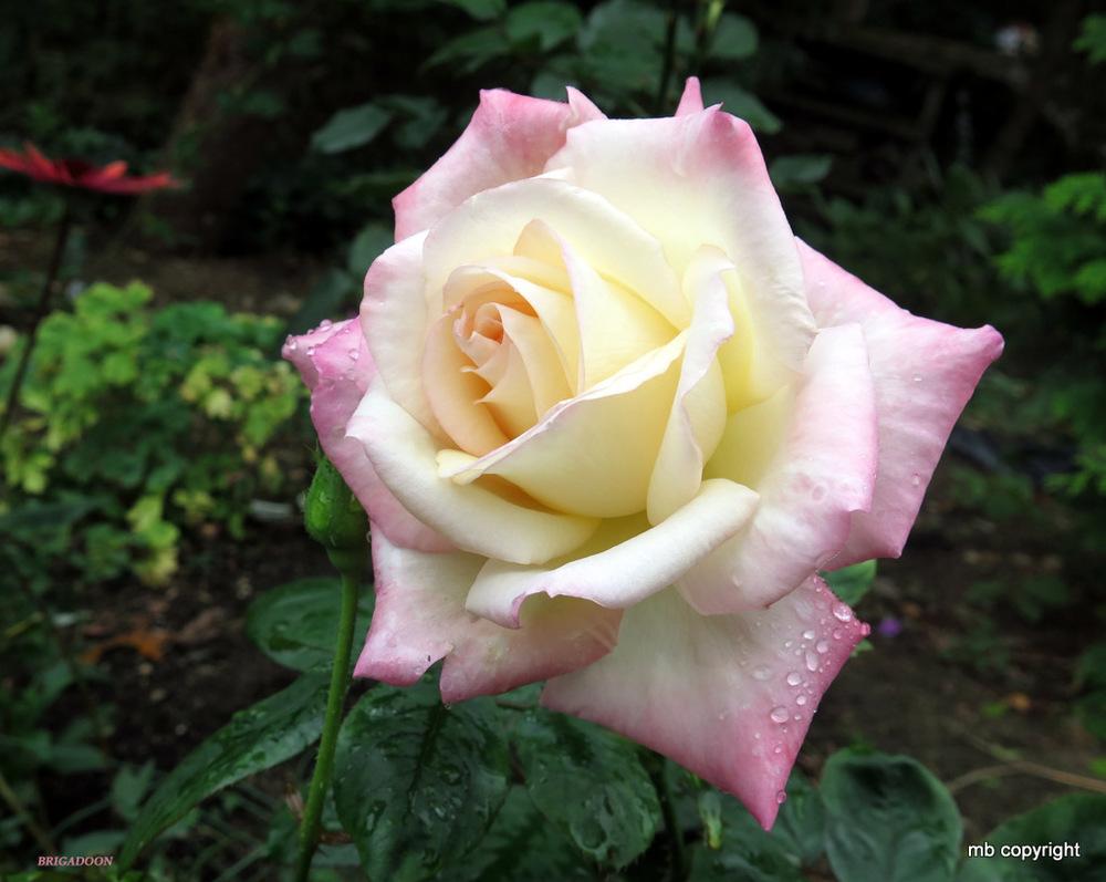 Photo of Rose (Rosa 'Brigadoon') uploaded by MargieNY
