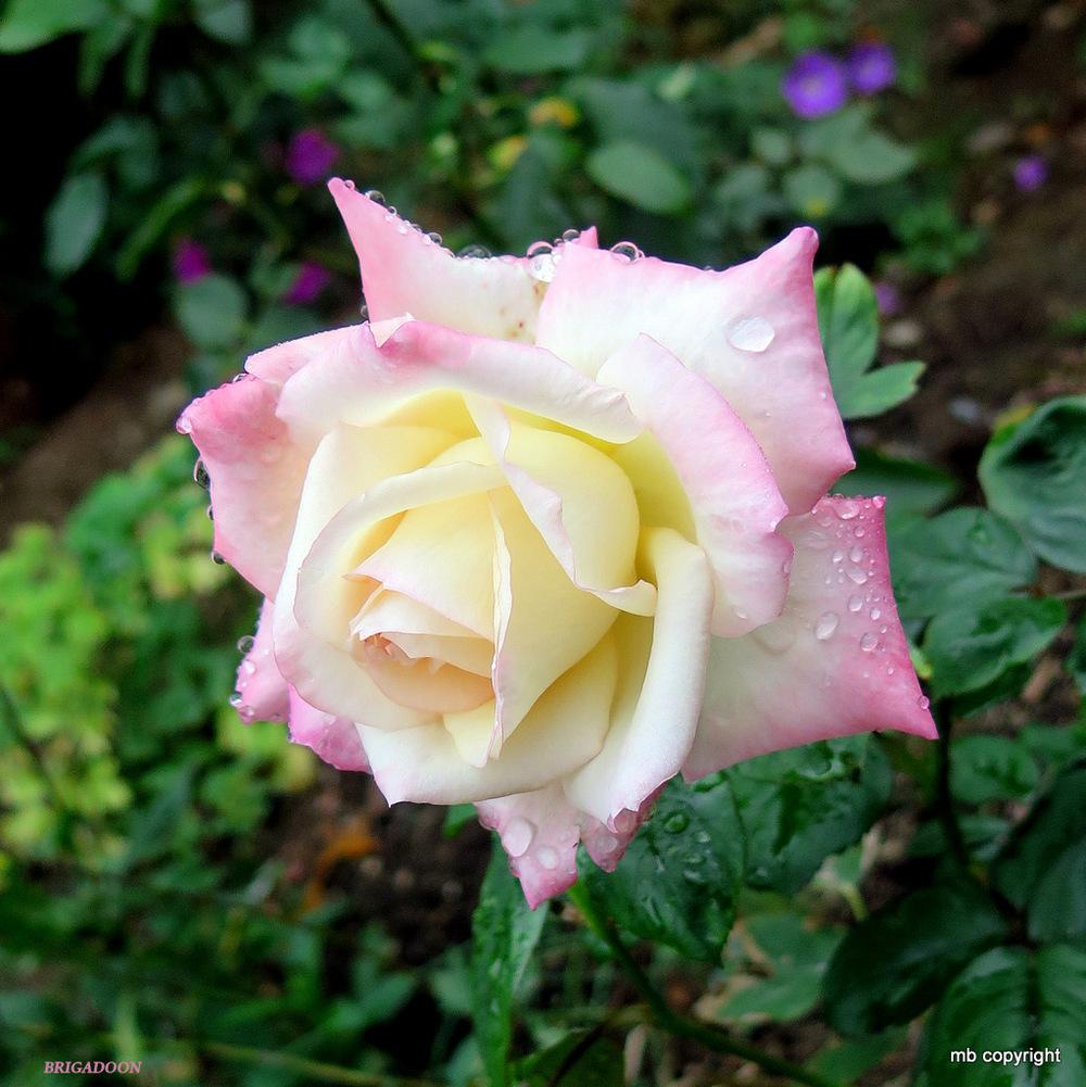 Photo of Rose (Rosa 'Brigadoon') uploaded by MargieNY