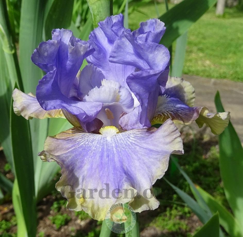 Photo of Tall Bearded Iris (Iris 'Dancing on Air') uploaded by Totally_Amazing