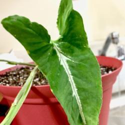 Location: Our apartment
Date: 2017-10-26
Very excited about this one - Syngonium rayi!  It's the first I'v