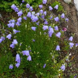 Location: Nora's Garden - Castlegar, B.C.
Date: 2015-05-25
 7:09 pm. Blooming from May to October.