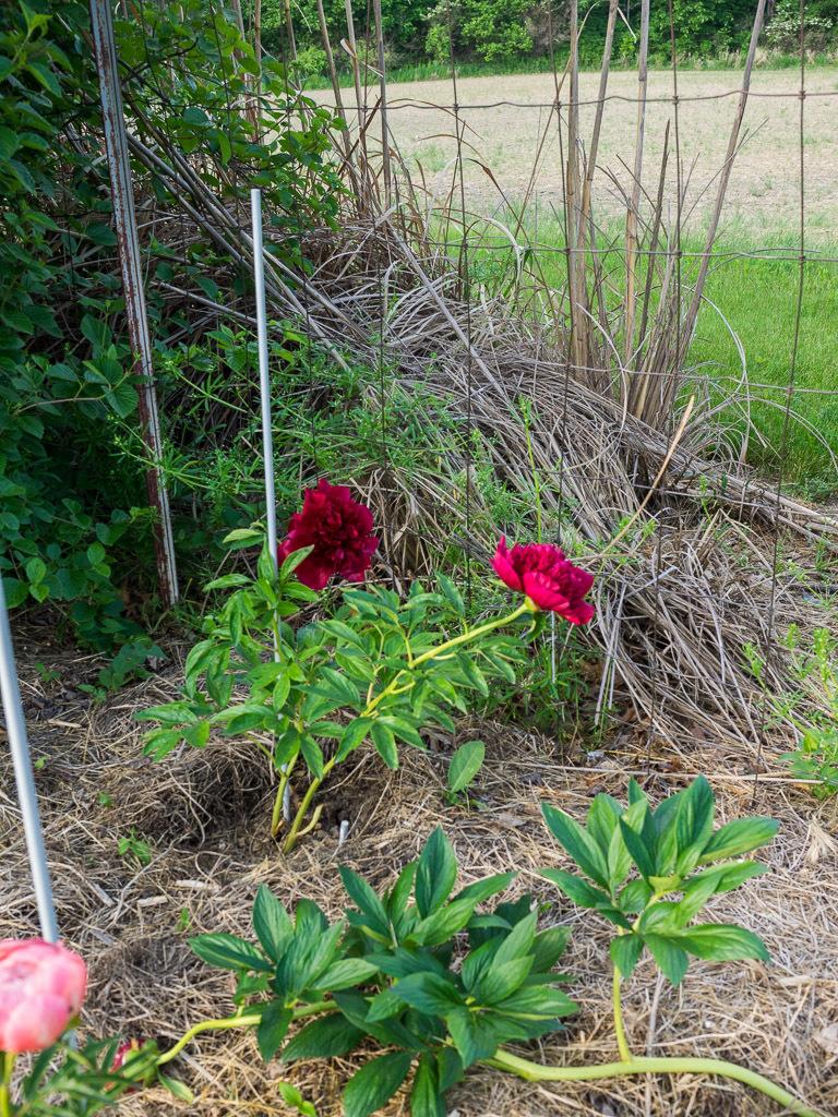 Photo of Peony (Paeonia 'Red Charm') uploaded by frankrichards16