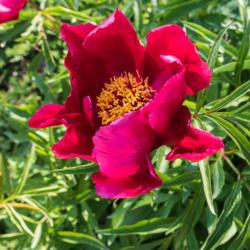 Location: Clinton, Michigan 49236
Date: 2017-10-26
"Paeonia 'Early Scout', 2017, (1-SL-R) Hybrid [Peony], pay-OHN-ee