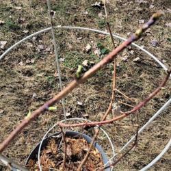 
Date: 2017-10-26
Raspberry canes, early spring
