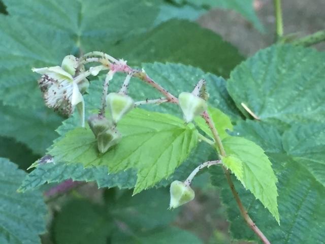 Photo of Raspberry (Rubus idaeus) uploaded by gngrbluiz