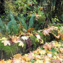 Location: Mountain Loop, Washington
Date: 2009-10-25
In situ with nurse log and fallen big leaf maples leaves