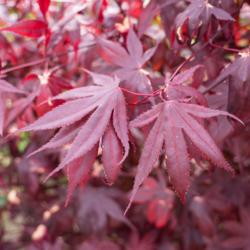 Location: Clinton, Michigan 49236
Date: 2017-10-27
"Acer palmatum 'Bloodgood', 2017, Red Leaf [Japanese Maple], AY-s
