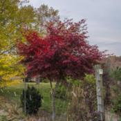 "Acer palmatum 'Sumi Nagashi', 2016, Red Leaf Japanese Maple, AY-