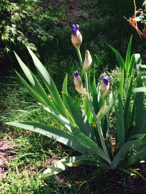 Photo of Irises (Iris) uploaded by gngrbluiz