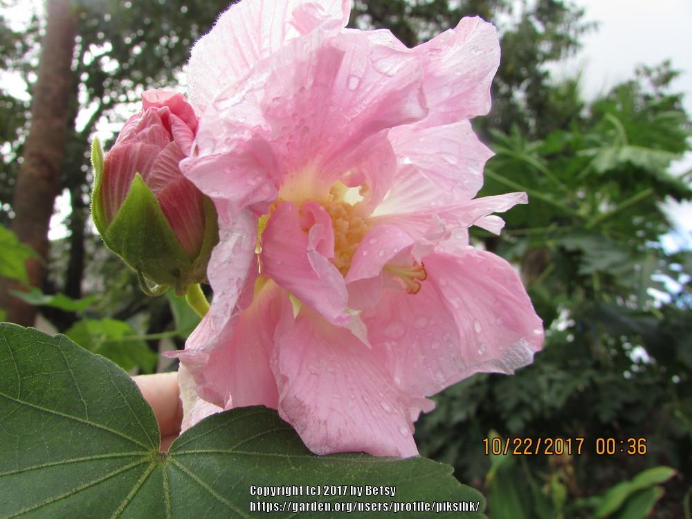 Photo of Confederate Rose (Hibiscus mutabilis) uploaded by piksihk