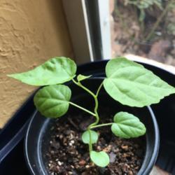 Location: my garden 
Date: 2017-10-27
1 month old seedling