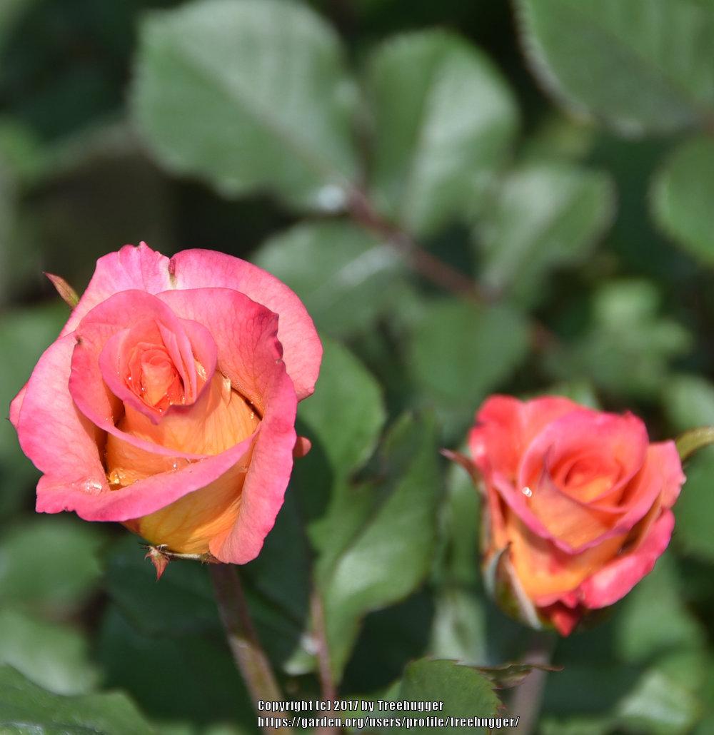 Photo of Rose (Rosa 'Mardi Gras') uploaded by treehugger