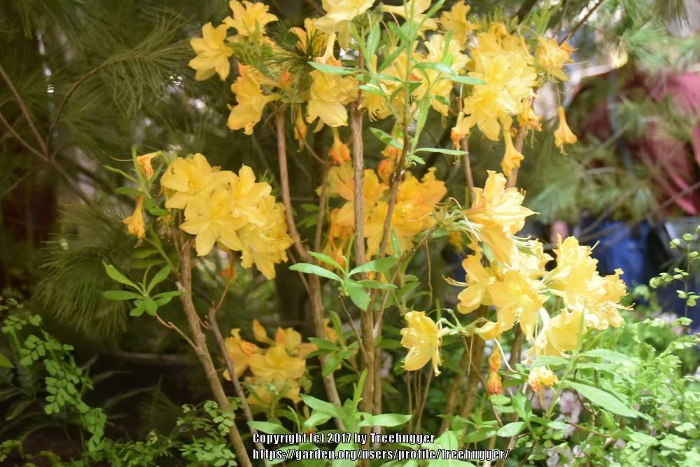 Photo of Deciduous Azalea (Rhododendron 'Golden Lights') uploaded by treehugger