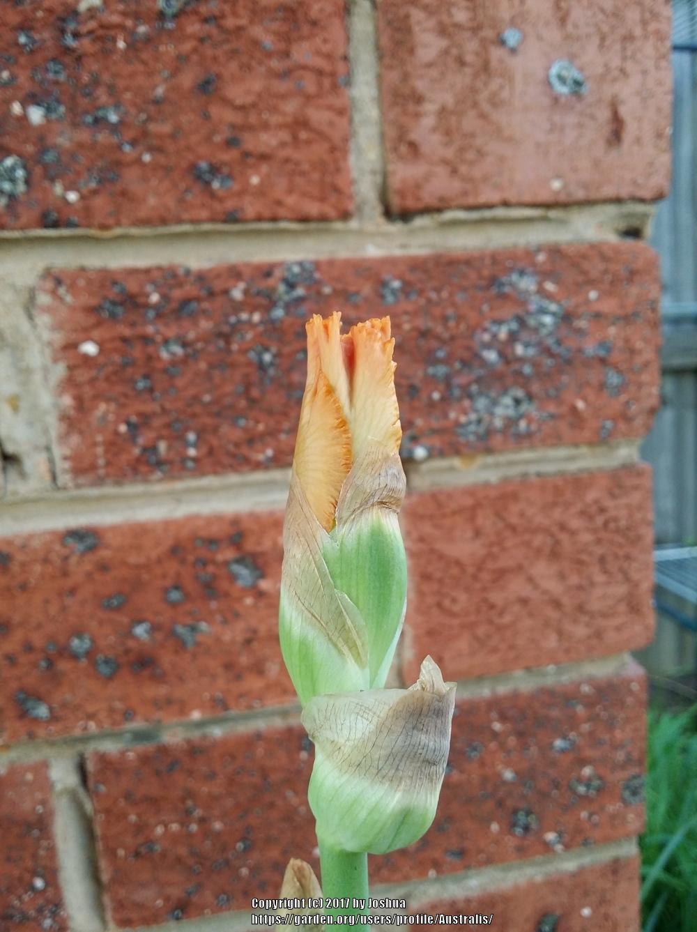 Photo of Tall Bearded Iris (Iris 'Barbara My Love') uploaded by Australis