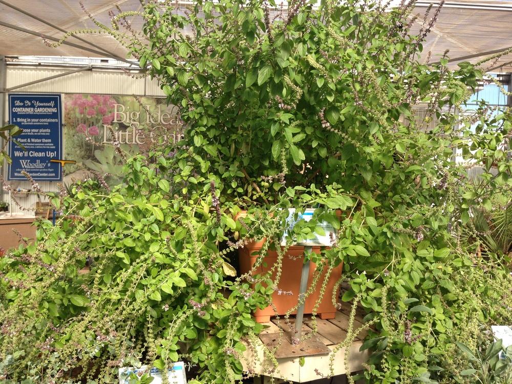 Photo of African Blue Basil (Ocimum 'African Blue') uploaded by Lalambchop1