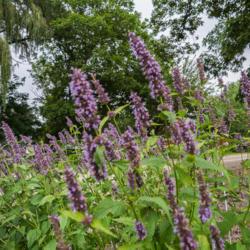 Location: Clinton, Michigan 49236
Date: 2017-10-28
Agastache 'Black Adder', 2015, giant hyssop, uh-GASS-tuh-kee, 2x2
