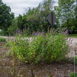 Location: Clinton, Michigan 49236
Date: 2017-10-28
Agastache 'Black Adder', 2015, giant hyssop, uh-GASS-tuh-kee, 2x2