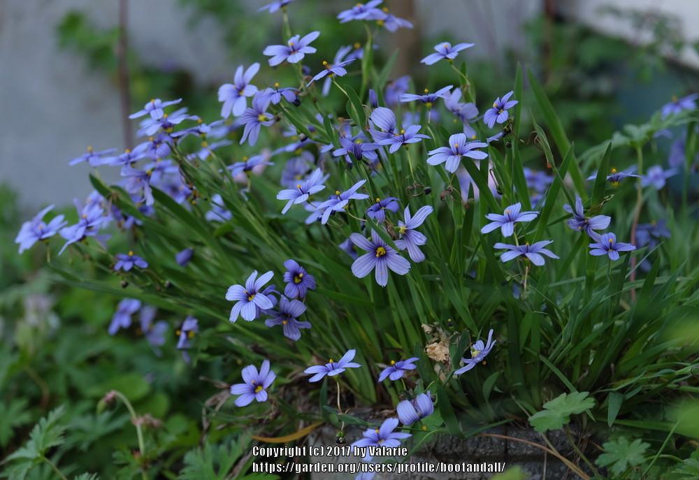 Photo of Blue Eyed Grass (Sisyrinchium 'Devon Skies') uploaded by bootandall