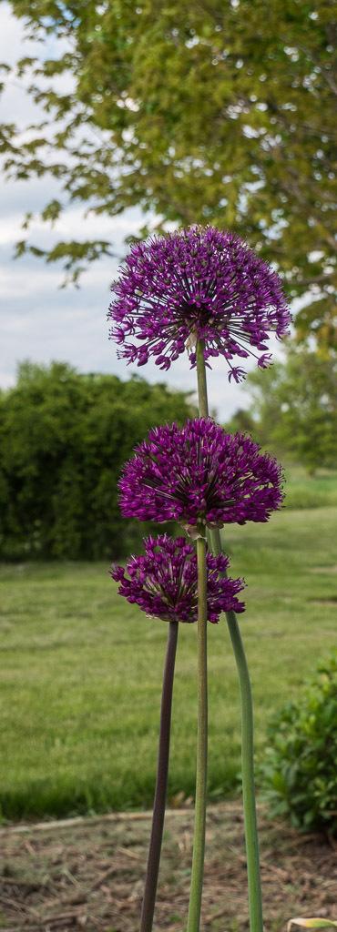 Photo of Flowering Onion (Allium 'Purple Sensation') uploaded by frankrichards16