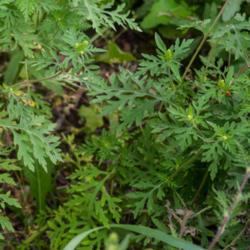 Location: Clinton, Michigan 49236
Date: 2017-10-29
Ambrosia artemisiifolia, 2015, Common Ragweed, am-broh' -zhuh, 3 