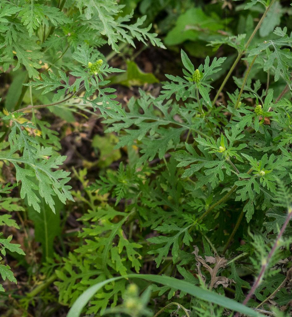 Photo of Common Ragweed (Ambrosia artemisiifolia) uploaded by frankrichards16