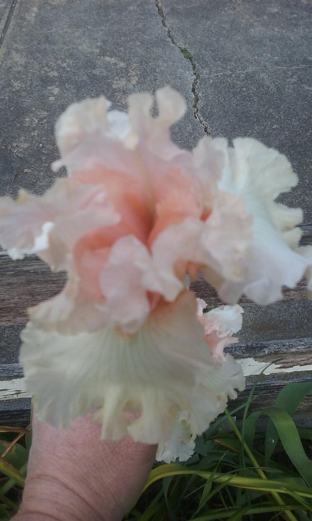 Photo of Tall Bearded Iris (Iris 'Magical') uploaded by gwhizz