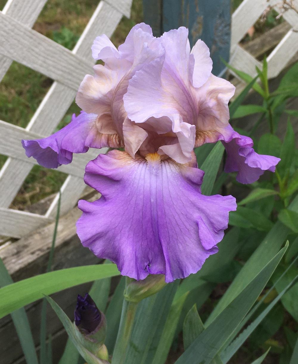 Photo of Tall Bearded Iris (Iris 'Mother Earth') uploaded by Riversong