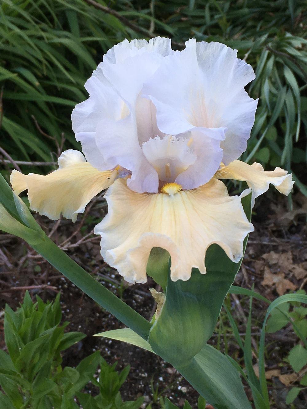 Photo of Tall Bearded Iris (Iris 'Champagne Elegance') uploaded by Riversong