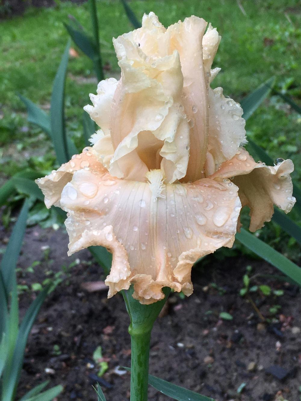 Photo of Tall Bearded Iris (Iris 'Let's Misbehave') uploaded by Riversong