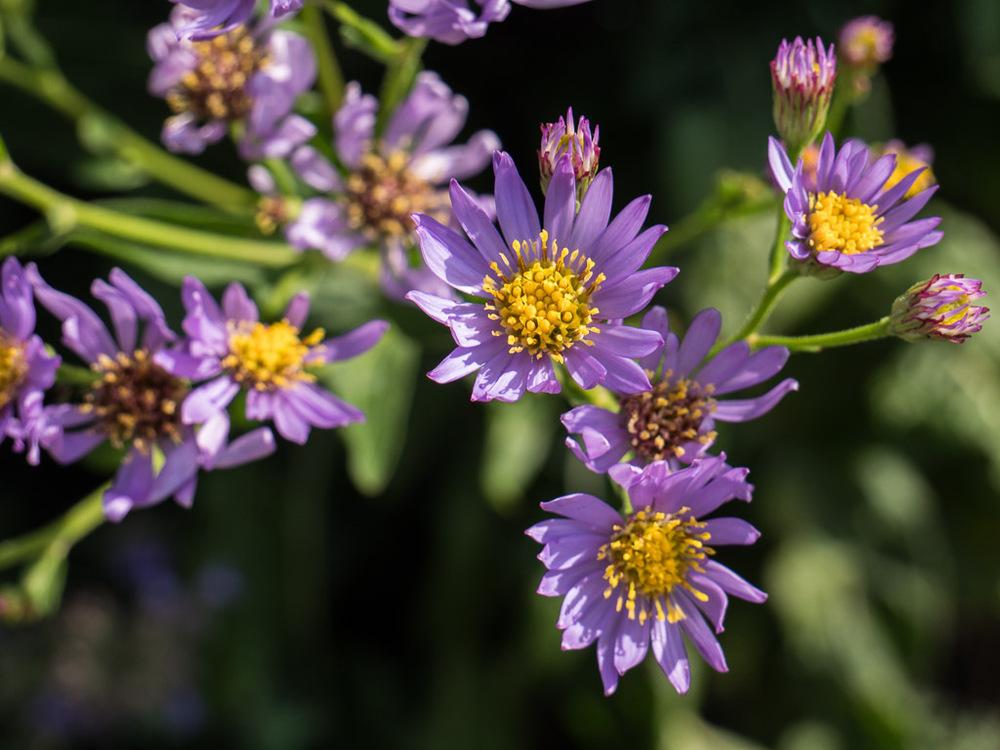 Photo of Tatarian Aster (Aster tataricus) uploaded by frankrichards16