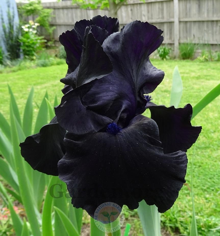 Photo of Tall Bearded Iris (Iris 'Black Suited') uploaded by Totally_Amazing
