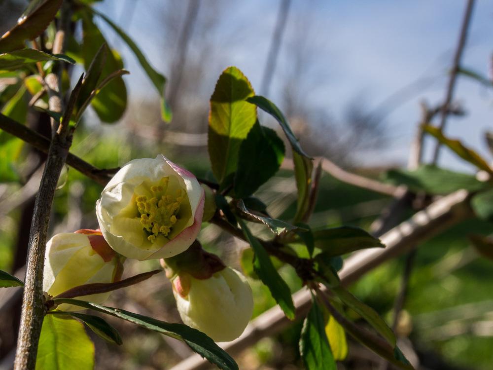 Photo of Flowering Quince (Chaenomeles speciosa 'Toyo-Nishiki') uploaded by frankrichards16