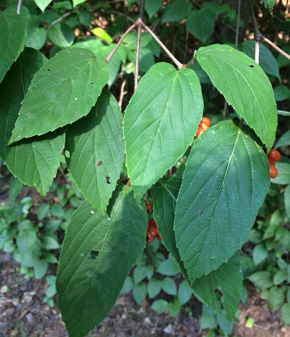 Photo of Tea-Leaf Viburnum (Viburnum setigerum) uploaded by Muddy1