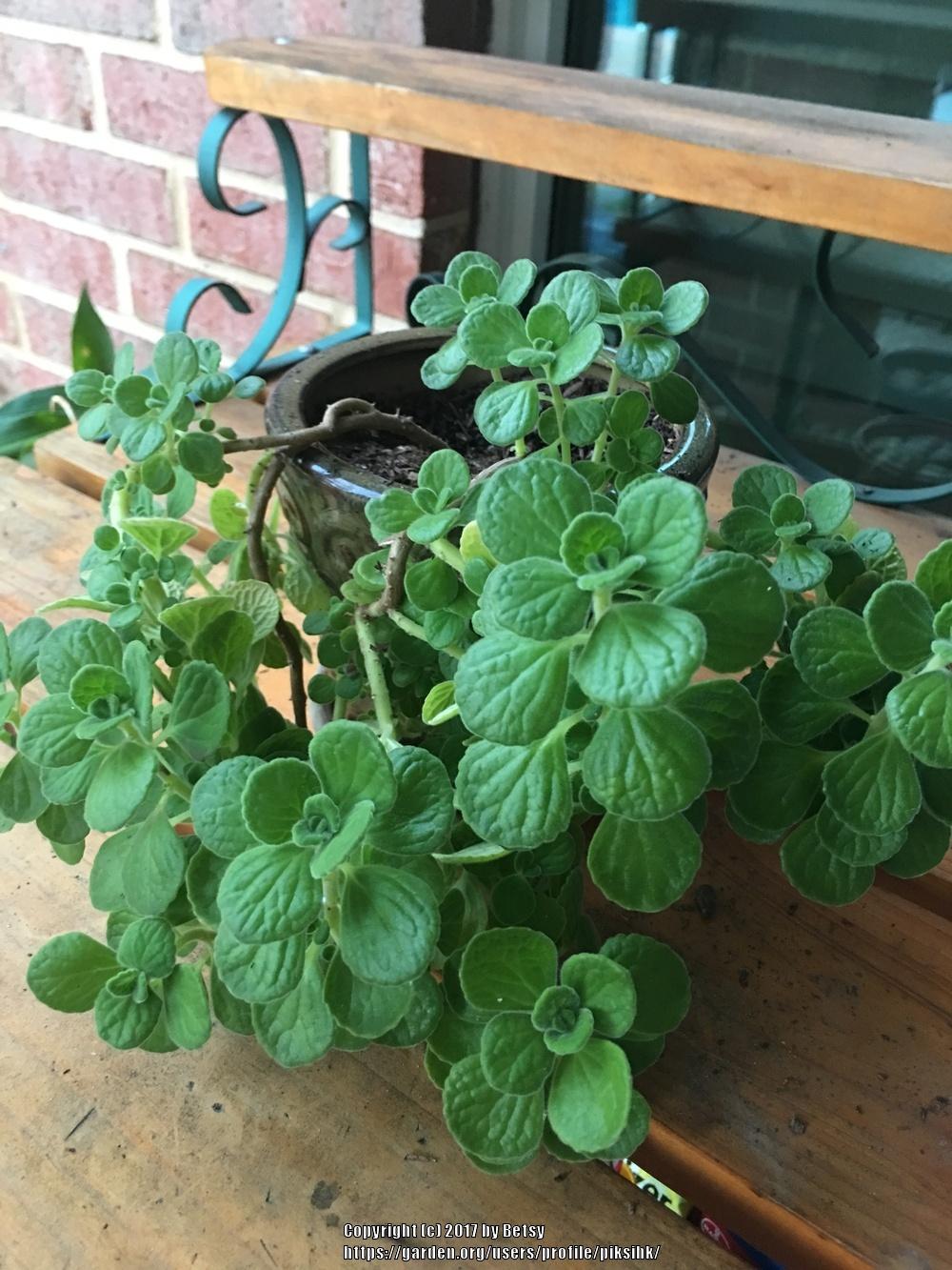 Photo of Vicks Plant (Plectranthus hadiensis) uploaded by piksihk