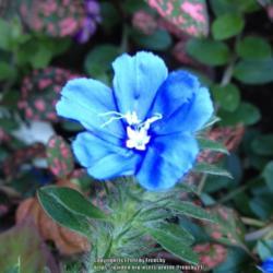 Location: In my garden, Falls Church, VA
Date: 2017-09-07
This blue color is awesome!