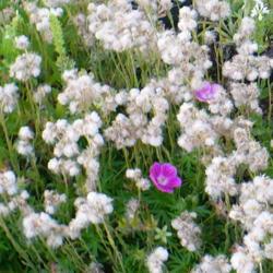 Location: Nora's Garden - Castlegar, B.C.
Date: 2013-07-05
 1:47 pm. White fluffy seed heads in July. (Zone 5b)