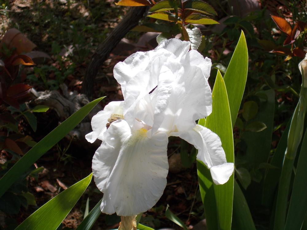 Photo of Irises (Iris) uploaded by cbw1953
