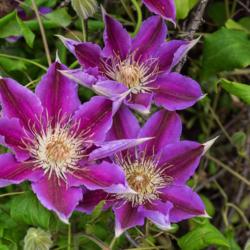 Location: Clinton, Michigan 49236
Date: 2017-11-04
Clematis 'Dr. Ruppel', 2016, Queen of the Vines [Clematis], KLEM-